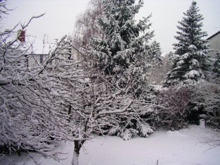 B�ume, die sich durch zunehmende Schneelast biegen (4826&nbsp;kB)
