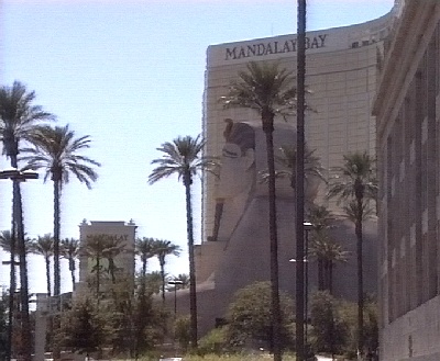 450 LV Mandalay Bay Palmen