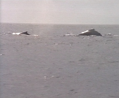 581 Monterey Whale Watching